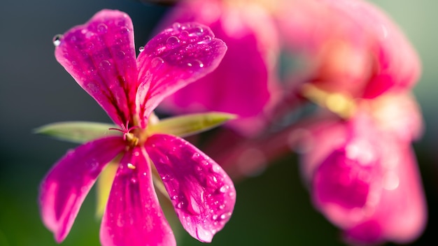 Foto bloemen van de tuin