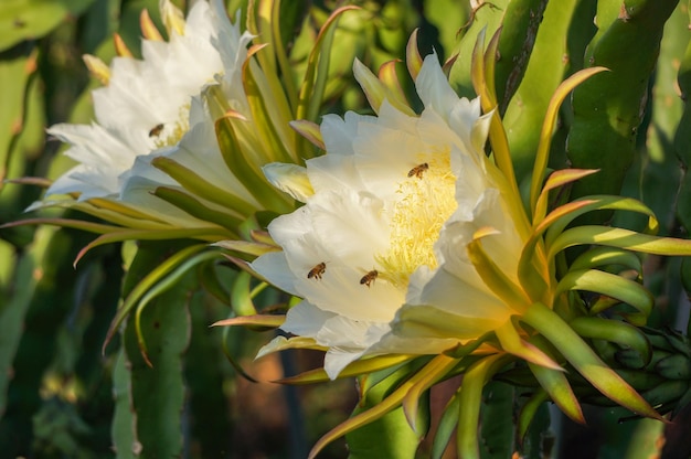 Bloemen van drakenfruit met bijen in het zonlicht