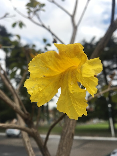 Bloemen van een gele lapacho