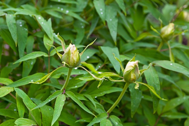 Bloemen van een Paeonia ostii