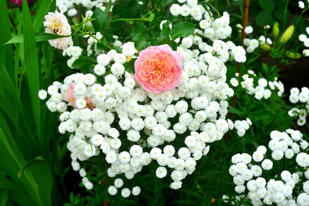 Bloemen van een roos en een duizendblad in een tuin op een achtergrond van een gazon. Roze en wit in bloemperken. Zomer en natuur