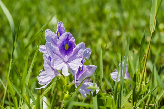 Bloemen van Eichhornia crassipes, algemeen bekend als gewone waterhyacint