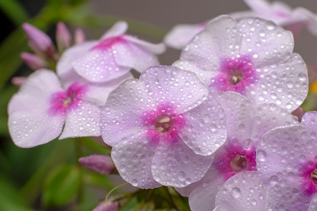 Bloemen van flox op natuurlijk. roze flox en groene bladeren met druppels water