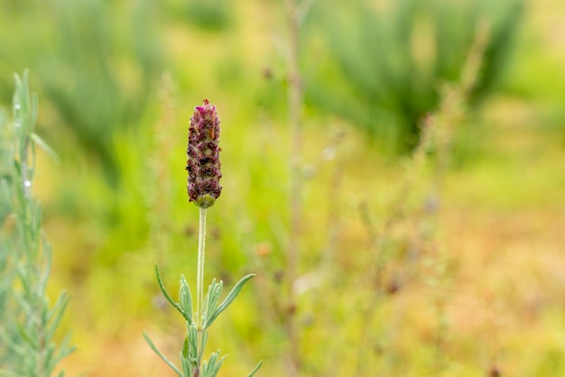 Bloemen van Franse lavendel of Lavandula stoechas groeien in het veld