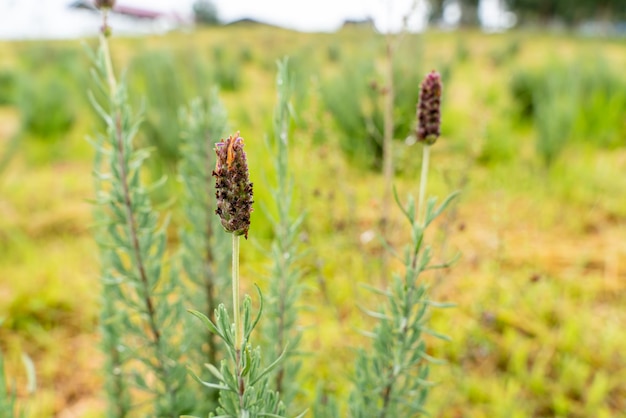 Bloemen van Franse lavendel of Lavandula stoechas groeien in het veld