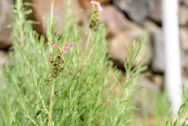 Bloemen van franse lavendel of lavandula stoechas groeien in het veld