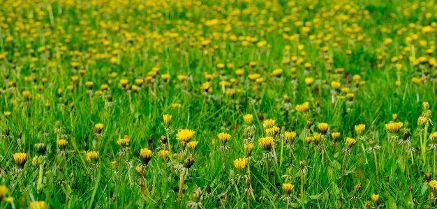 Bloemen van gele paardebloemen in het veld in de warme zomer of lente op de weide