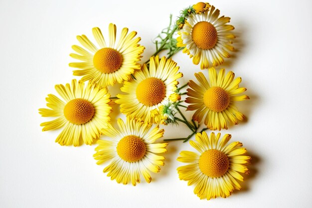 Bloemen van gele pluizige kamille op witte tafel gelegd