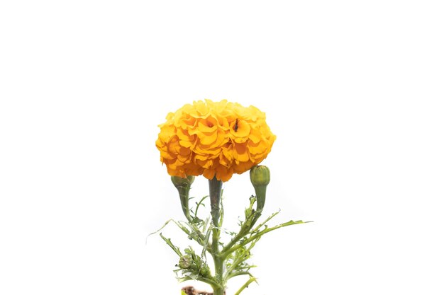 Bloemen van goudsbloem geïsoleerd op een witte achtergrond Tagetes erecta gewoonlijk tagete . genoemd