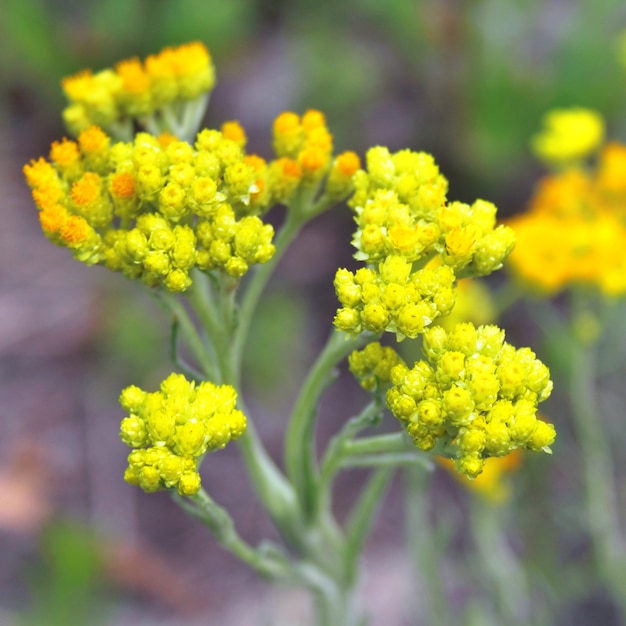 Bloemen van helichrysum arenarium close-up