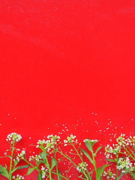 Bloemen van herderstasje op een rode achtergrond Kopieer ruimte voor tekst Kaart voor de vakantie Rode achtergrond Witte herderstasje Capsella bursapastoris plant van de mosterdfamilie Brassicaceae