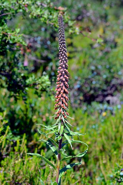 Foto bloemen van het kleinbloemige vingerhoedskruid digitalis parviflora