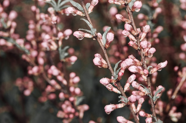 Bloemen van kersenbloesem in de lentetijd. Bloeiende planten. Kopieer ruimte. Selectieve aandacht.