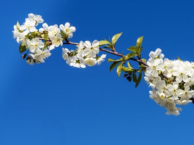 Bloemen van kersenbomen