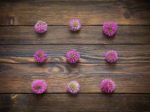 Bloemen van klaver op donkere houten achtergrond