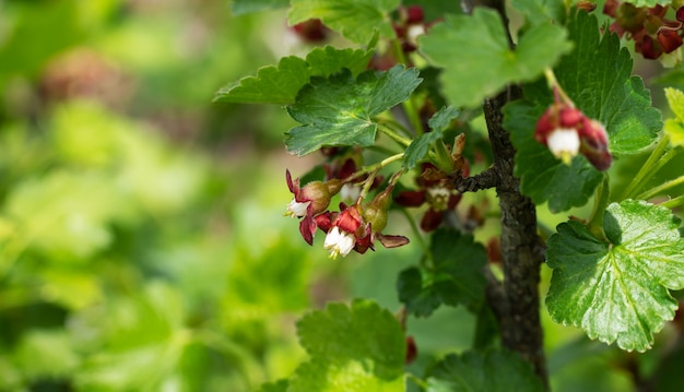 Bloemen van kruisbes die op een tak van struik in boomgaard bloeien