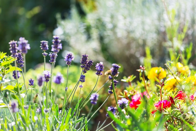 Bloemen van lavendel in zomertuin