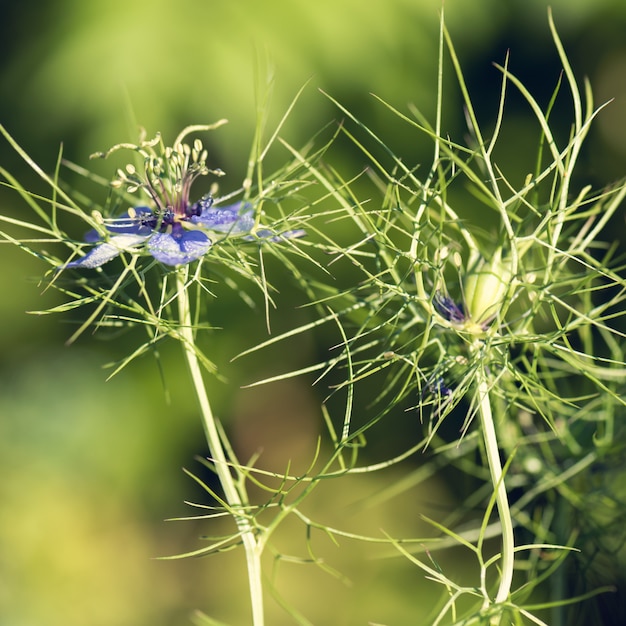 Bloemen van Love-in-a-mist. Zachtblauwe bloemen van rafelige dame.