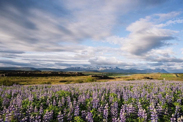 Bloemen van lupine op velden in IJsland