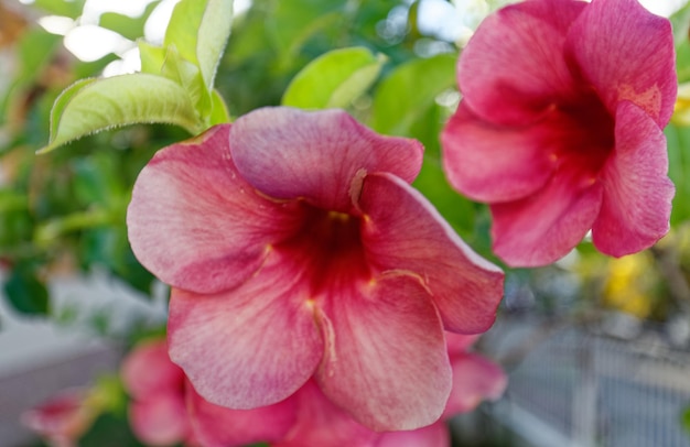 Bloemen van Martinique Exotische bloem op groene struik Bloeiend tropisch tuindetail