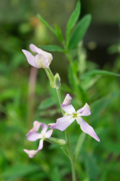 Bloemen van matiola tweehoornig. Nachtviooltje, aromatherapie.