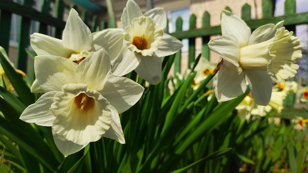 bloemen van narcissen bloeien in een groene tuin