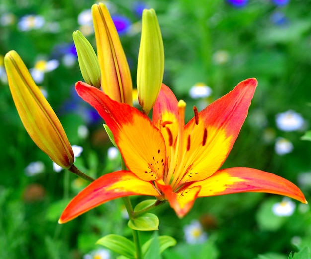 Bloemen van rode en gele lelies in de tuin Tiger colour fire