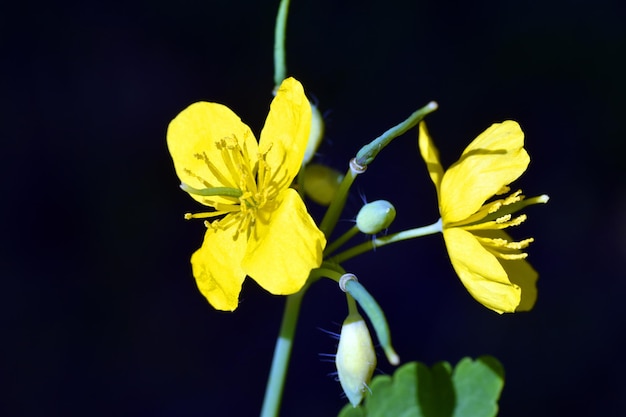 Bloemen van stinkende gouwe Chelidonium majus een bekende medicinale plant