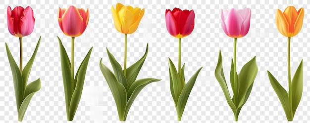 bloemen van verschillende kleuren op een doorzichtige achtergrond