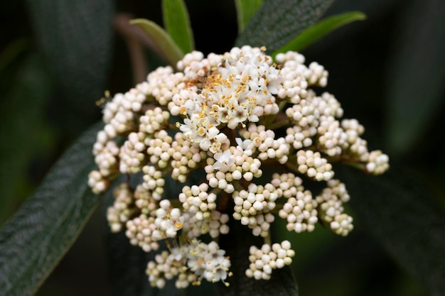 Bloemen van Viburnum rhytidophyllum leatherleaf viburnum Een bloeiwijze van kleine mooie witte bloemen op een tak selectieve aandacht Lentebloem achtergrond