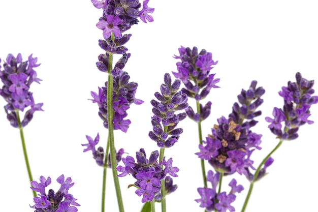 Bloemen van violette lavendel die op witte achtergrond wordt geïsoleerd