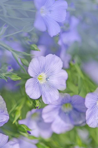 Bloemen van vlas austriacum linum usitatissimum bloem een bloembed met blauw decoratief linnen