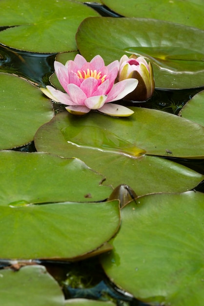 Bloemen van waterlelieplant op vijver