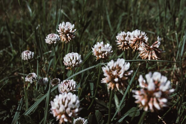 Bloemen van witte clower Trifolium repens in een gazon