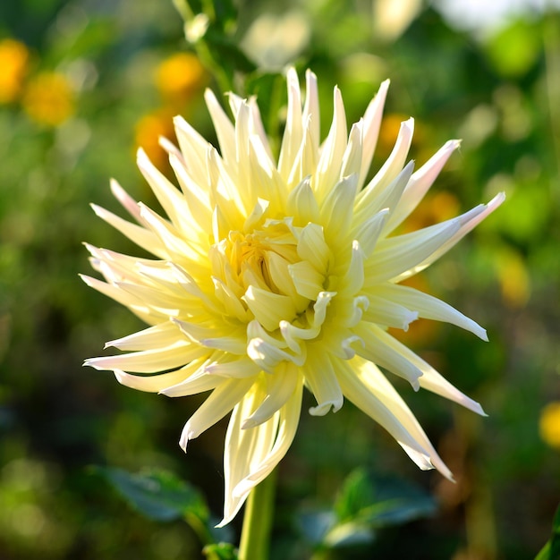 Foto bloemen van witte dahlia's en knoppen in de tuin op de bloembedden