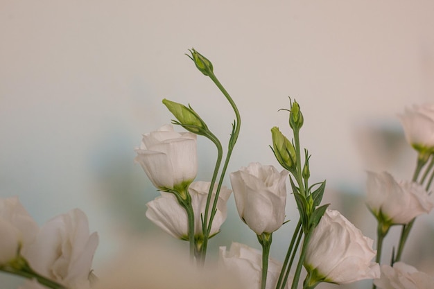 Bloemen van witte Eustoma of Ierse roos op een blauwe achtergrond met ruimte voor tekst