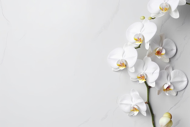 Bloemen van witte orchidee phalaenopsis op een witte achtergrond Kopieer ruimte Generatieve AI