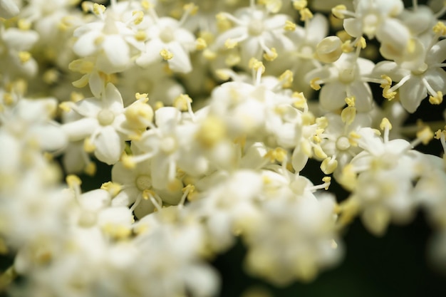 Bloemen van zwarte bessen