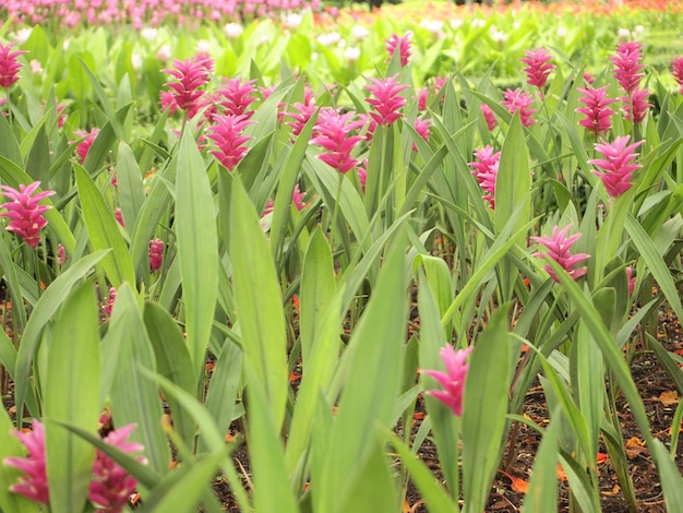 Bloemen veld achtergrond