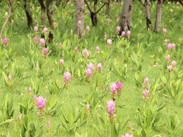 Bloemen veld achtergrond