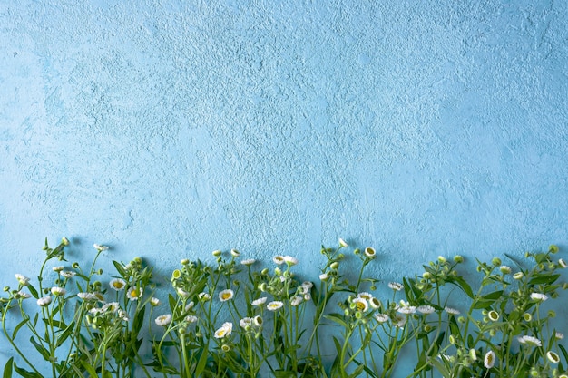 Bloemen veld madeliefjes op een blauwe achtergrond