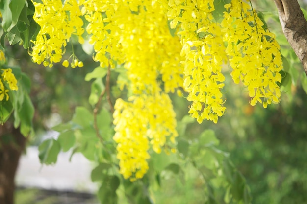 Bloemen vermenigvuldigen bloeiend aan de boom