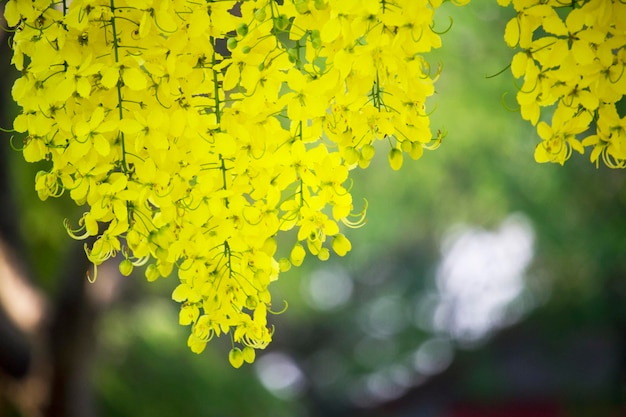 Bloemen vermenigvuldigen bloeiend aan de boom