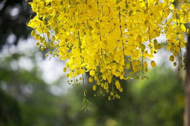 Bloemen vermenigvuldigen bloeiend aan de boom