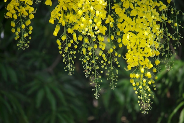 Bloemen vermenigvuldigen bloeiend aan de boom