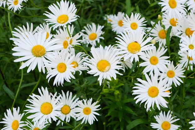 Bloemen weide kamille mooie natuur