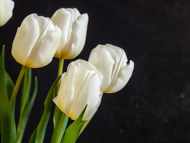 Bloemen witte tulpen op de donkere achtergrond