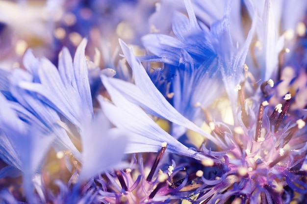 Bloemen zachte tedere achtergrond van blauwe verse korenbloemen macro afbeelding