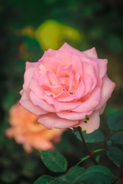 Bloemen zijn inderdaad een van de mooiste geschenken van de natuur voor ons.