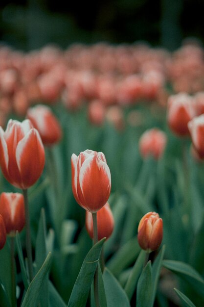 Bloemen zijn inderdaad een van de mooiste geschenken van de natuur voor ons.